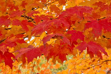 Autumn Color Hanging
