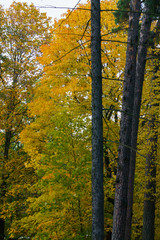 Scattered with yellow-orange leaves, maple tree branches in the park.