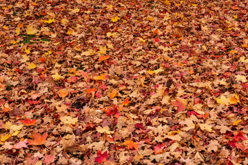 Blanket of Leaves