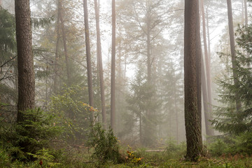 Forest in the bright fog with pines, deciduous trees and firs. Soil overgrown with moss and ferns