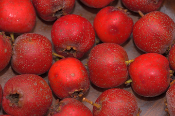 Harvested Japanese hawthorn fruit, Crataegus cuneata
