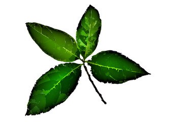 green leaf isolated on white background