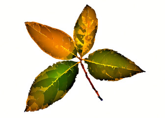 autumn leaf isolated on white background