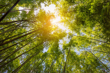 Bamboo forest in Thailand , southeast Asia.