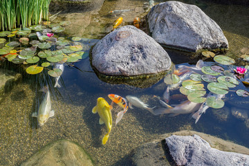 Decorative fishes in pond - obrazy, fototapety, plakaty