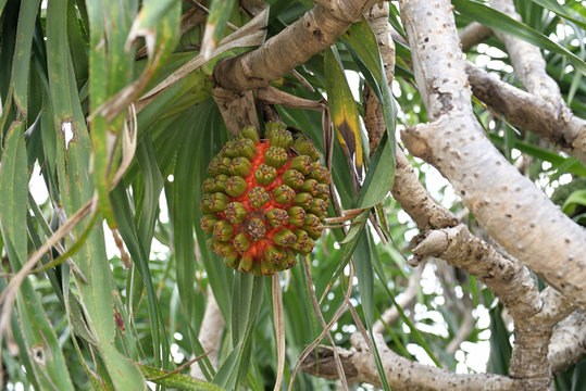 Beginning ripe Screw pine fruit, Pandanus odoratissimus, on the branch