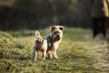 Yorkshire terrier at walk in the park on the grass