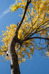 colorful forest in autumn season