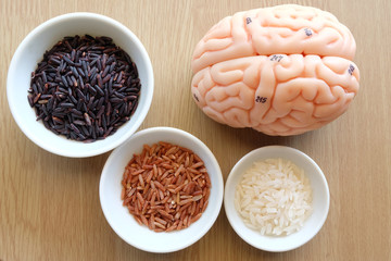 variety of rice and human brain anatomy model