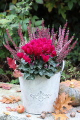 Alpenveilchen und Heidekraut in Pink im Topf als Herbstdekoration