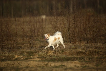 Mongrel on the background of spring nature