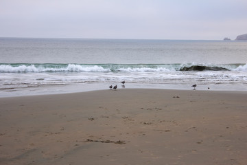 Fototapeta na wymiar Birds along the Drakes Beach, Point Reyes National Seashore, Marin County, California