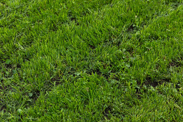 Bright natural green grass texture on summer field, diagonal view