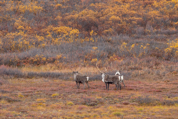 Barren Ground Caribou Bulls in Alaska in Autumn