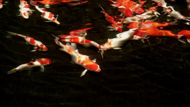 Koi fish swim in pond with dark background