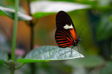 Fototapeta na wymiar Orange butterfly on a leaf