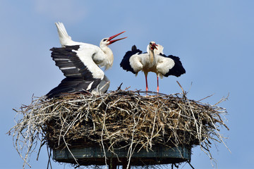 Fototapeta premium Weißstörche auf dem Nest