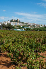 Fototapeta na wymiar Landscape with famous sweet sherry wine pedro ximenez grape vineyards in Montilla-Moriles region, Andalusia, Spain, near Montemayor