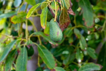 Cultivation of tasty hass avocado trees, organic avocado plantations in Costa Tropical, Andalusia, Spain