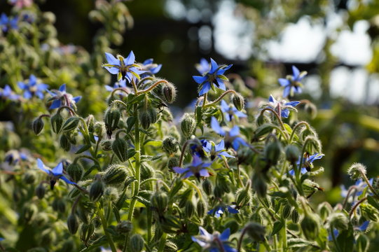 Flor de Borraja en jard&iacute;n