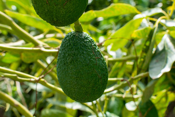 Cultivation of tasty hass avocado trees, organic avocado plantations in Costa Tropical, Andalusia, Spain