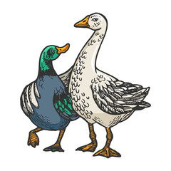 Duck and goose friends engraving vector illustration. T-shirt apparel print design. Scratch board style imitation. Black and white hand drawn image.