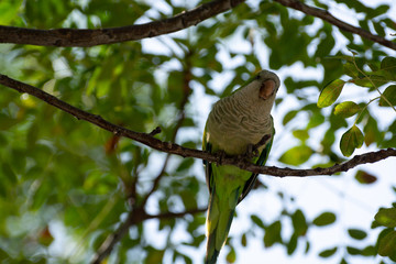 Little green parrot sits on tree and eats cookies