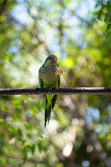 Little green parrot sits on tree and eats cookies