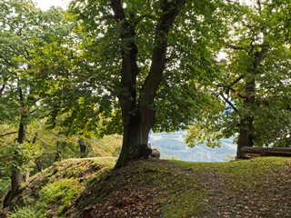 Edelkastien am südtiroler Keschtnweg