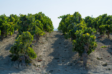 Fototapeta na wymiar Landscape with famous sherry wine grape vineyards in Andalusia, Spain, sweet pedro ximenez or muscat, or palomino grape ready to harvest, used for production of jerez, sherry sweet and dry wines