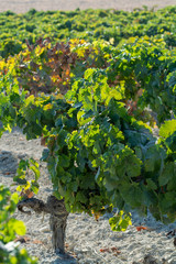 Ripe white grape growing on special soil in Andalusia, Spain, sweet pedro ximenez or muscat, or palomino grape ready to harvest, used for production of jerez, sherry sweet and dry wines