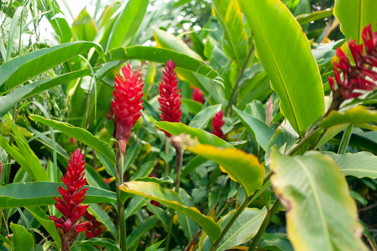 Red wild ginger tropical flowers
