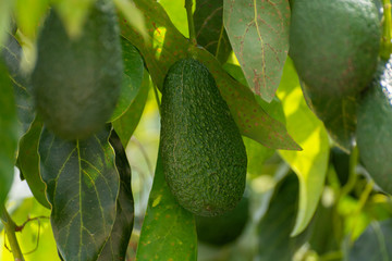 Cultivation of tasty hass avocado trees, organic avocado plantations in Costa Tropical, Andalusia, Spain