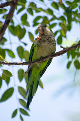 Little green parrot sits on tree and eats cookies