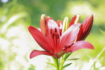 Asiatic Lilie © Susi Pang