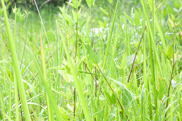 野原の背景用イメージ