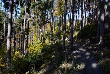 Forest with tall trunks trees in autumn