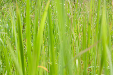 野原の背景用イメージ