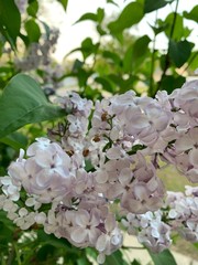 blooming apple tree in spring