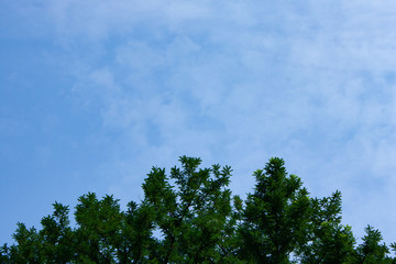 Obraz premium 木と青空