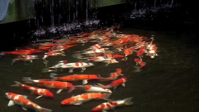Koi fish pond footage with small waterfall and dark background