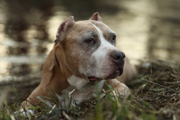 Dog looking away near river and city