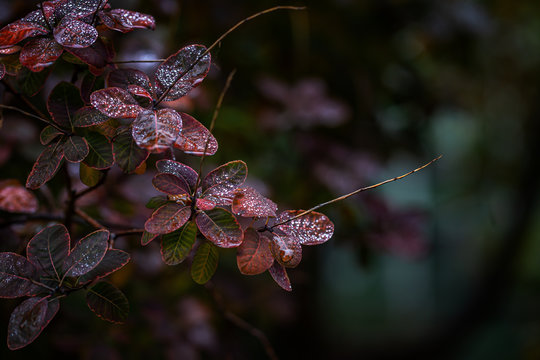 Mit Tautropfen benetzte Herbstbl&auml;tter