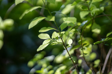 green plants leaves close up