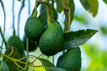 Cultivation of tasty hass avocado trees, organic avocado plantations in Costa Tropical, Andalusia, Spain