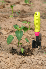 Seedling of pepper and a shovel as a concept of growth