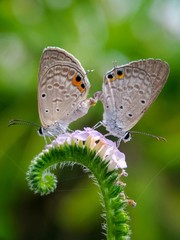 butterfly on flower