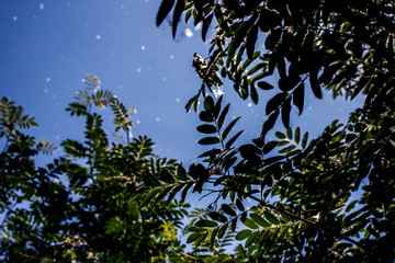 Pooh in the Park among the trees. The sky in fluff.