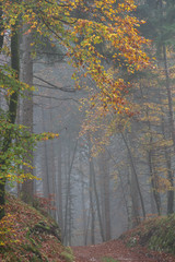 2019_11_1_Cei lake in Trentino, having a walk in the woodland in autumn season