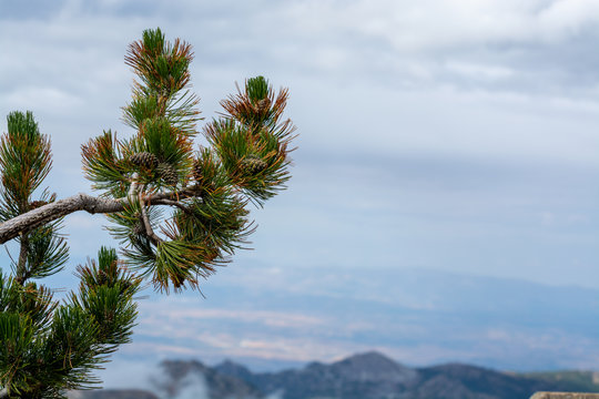 Pine tree branch close up with mountains on background, winter ski vacation or christmas background